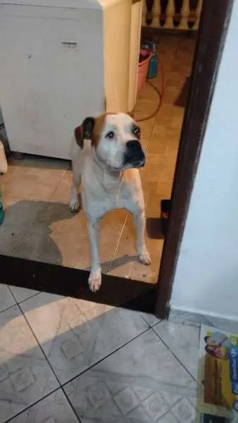 Cachorro ra a Boxer idade  nome Junior