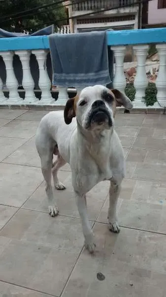 Cachorro ra a Boxer idade  nome Junior