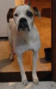 Cachorro raça Boxer idade  nome Junior