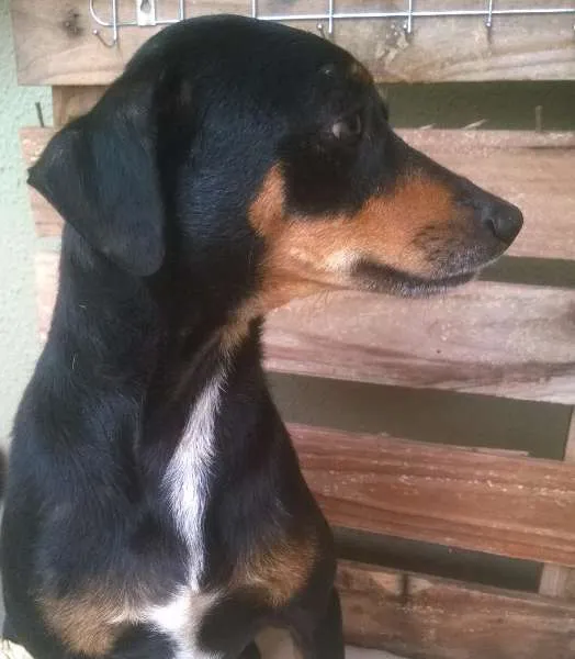 Cachorro ra a SRD idade 7 a 11 meses nome Adamastor