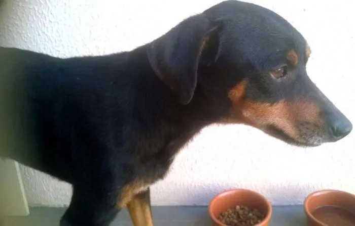 Cachorro ra a SRD idade 7 a 11 meses nome Adamastor