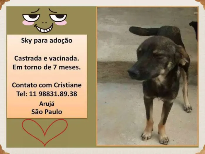 Cachorro ra a SRD idade 7 a 11 meses nome SKY