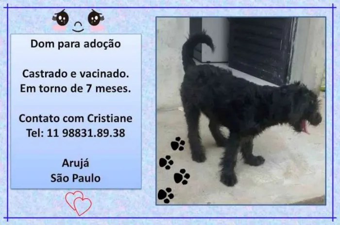 Cachorro ra a SRD idade 7 a 11 meses nome Dom