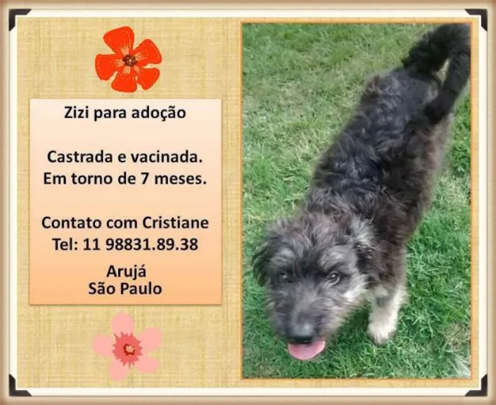 Cachorro raça SRD idade 7 a 11 meses nome ZIZI