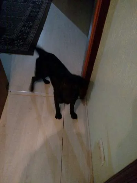 Cachorro raça SRD idade 7 a 11 meses nome Neguinha