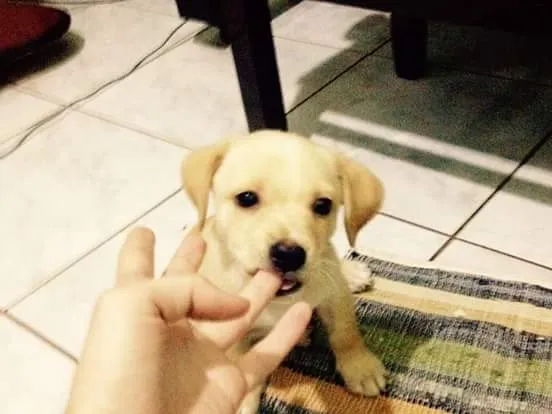 Cachorro ra a vira lata idade 2 a 6 meses nome sem nome