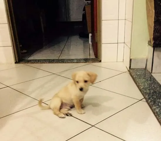 Cachorro ra a vira lata idade 2 a 6 meses nome sem nome