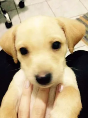 Cachorro raça vira lata idade 2 a 6 meses nome sem nome