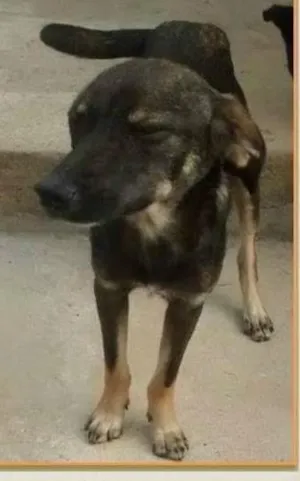 Cachorro raça SRD idade 7 a 11 meses nome SKY