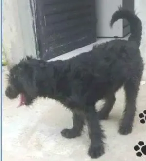 Cachorro raça SRD idade 7 a 11 meses nome Dom