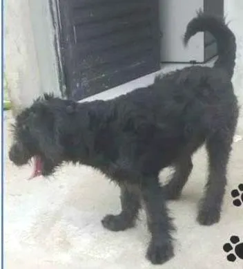 Cachorro ra a SRD idade 7 a 11 meses nome Dom