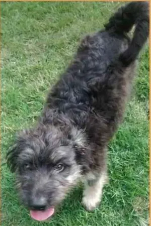 Cachorro raça SRD idade 7 a 11 meses nome ZIZI