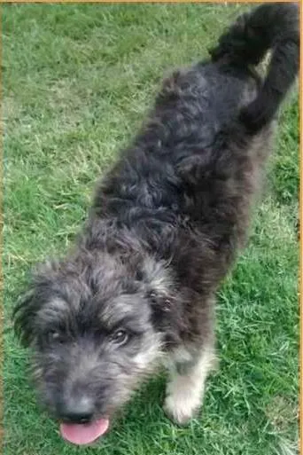 Cachorro raça SRD idade 7 a 11 meses nome ZIZI