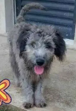 Cachorro raça SRD idade 7 a 11 meses nome ZOZO