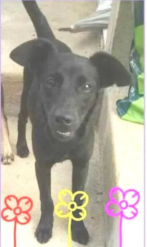 Cachorro raça SRD idade 7 a 11 meses nome ZUZU