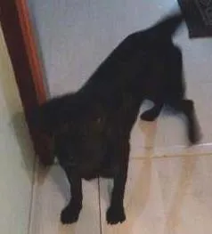 Cachorro raça SRD idade 7 a 11 meses nome Neguinha