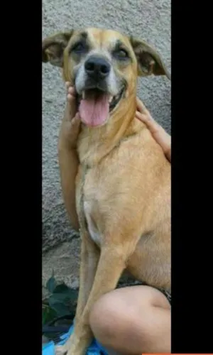 Cachorro raça SRD idade  nome  Três lindos cães