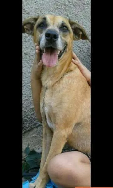 Cachorro ra a SRD idade nome Três lindos cães
