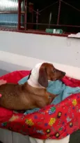 Desconhecido