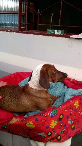 Cachorro raça Teckel idade 7 a 11 meses nome Desconhecido