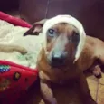 Desconhecido