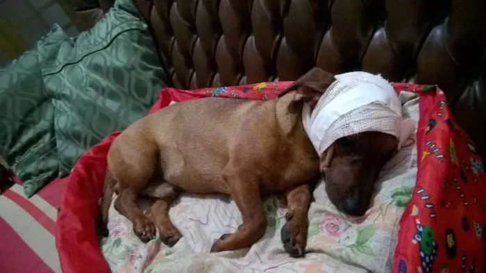 Cachorro raça Teckel idade 7 a 11 meses nome Desconhecido