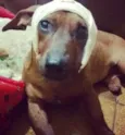 Desconhecido