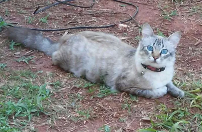 Gato ra a Angorá com Siamês idade  nome Yuri GRATIFICA