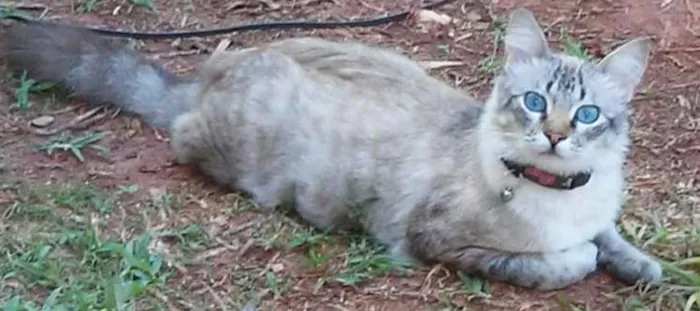 Gato ra a Angorá com Siamês idade  nome Yuri GRATIFICA