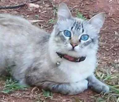 Gato ra a Angorá com Siamês idade  nome Yuri GRATIFICA