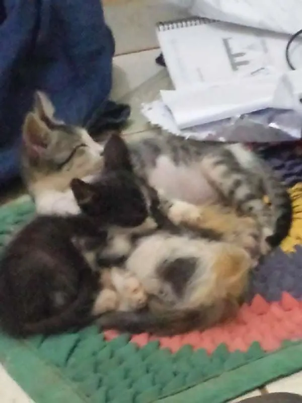 Gato ra a  idade 2 a 6 meses nome sem nome