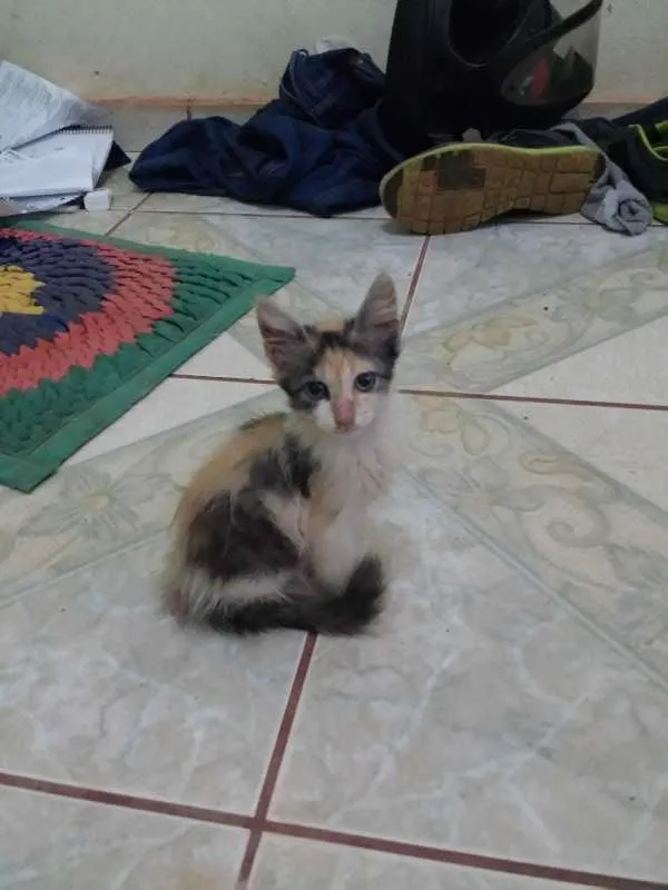 Gato ra a  idade 2 a 6 meses nome sem nome