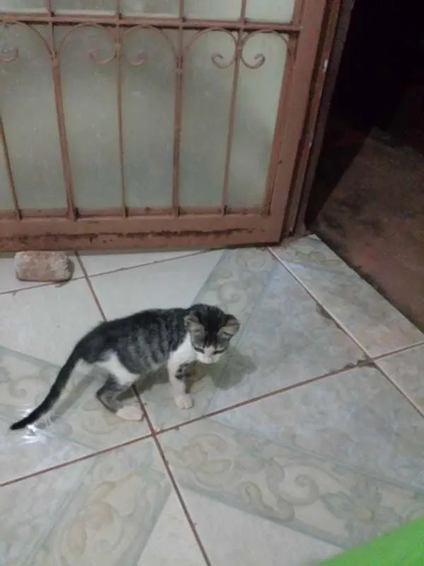 Gato ra a  idade 2 a 6 meses nome sem nome