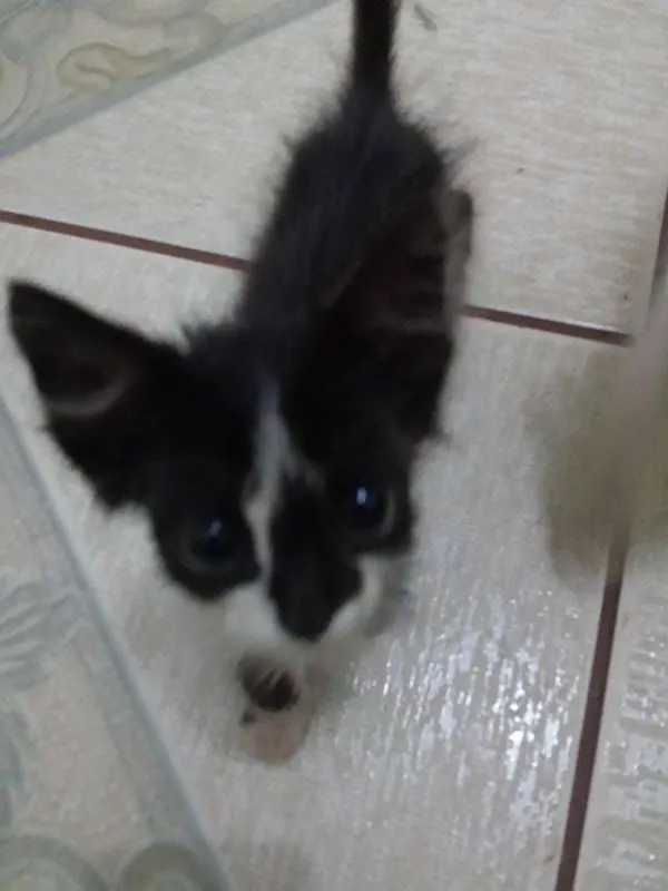 Gato ra a  idade 2 a 6 meses nome sem nome