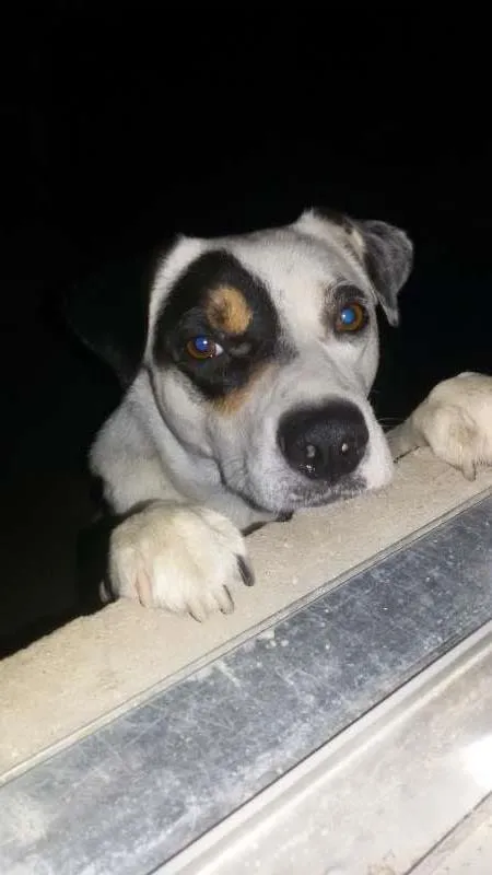 Cachorro ra a indefinida  idade 2 anos nome pirata