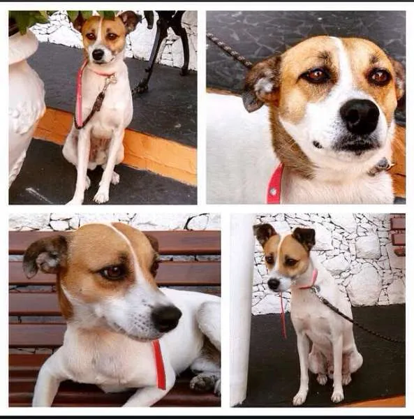 Cachorro ra a indefinida idade 2 anos nome Bob