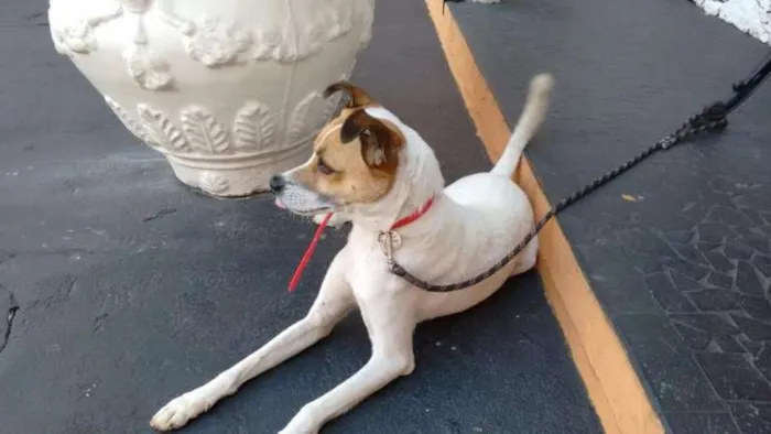Cachorro ra a indefinida idade 2 anos nome Bob