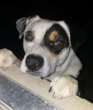 Cachorro raça indefinida  idade 2 anos nome pirata