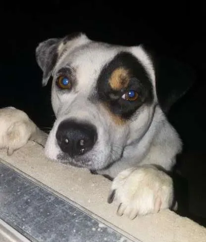 Cachorro ra a indefinida  idade 2 anos nome pirata