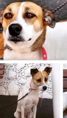 Cachorro ra a indefinida idade 2 anos nome Bob