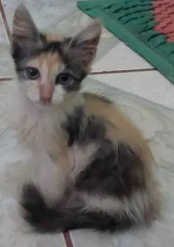 Gato ra a  idade 2 a 6 meses nome sem nome