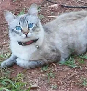 Gato raça Angorá com Siamês idade  nome Yuri GRATIFICA