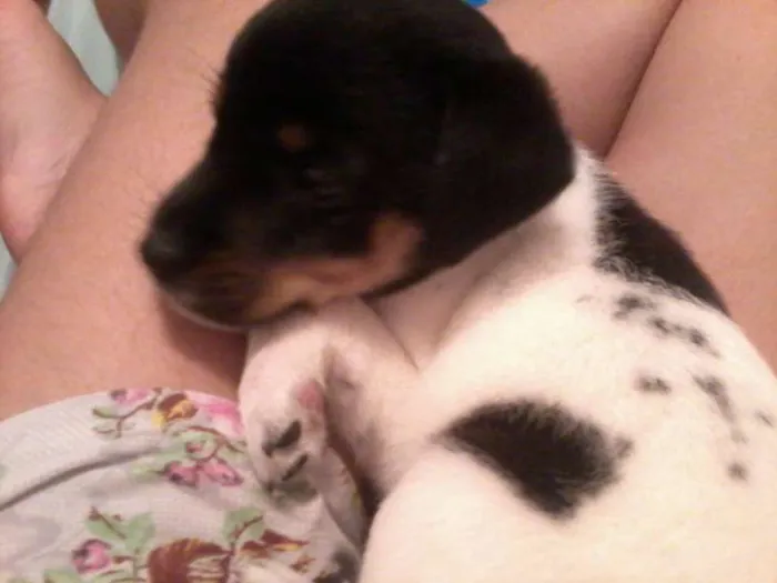 Cachorro raça SRD idade Abaixo de 2 meses nome Floki