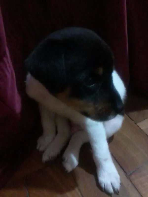Cachorro raça SRD idade Abaixo de 2 meses nome Floki