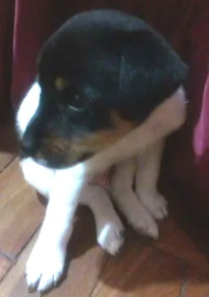 Cachorro raça SRD idade Abaixo de 2 meses nome Floki