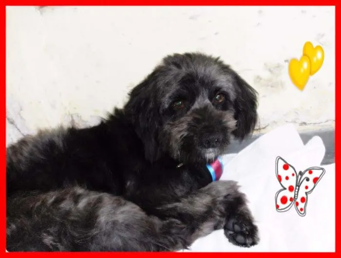 Cachorro ra a SRD idade 2 anos nome Jonas