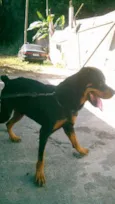Cachorro raça rottweiler idade 6 ou mais anos nome zeus