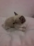Juliano
