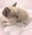 Juliano