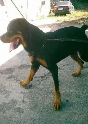 Cachorro raça rottweiler idade 6 ou mais anos nome zeus